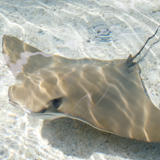 Meet the Bat Ray