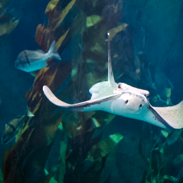 Bat Ray gliding through the water