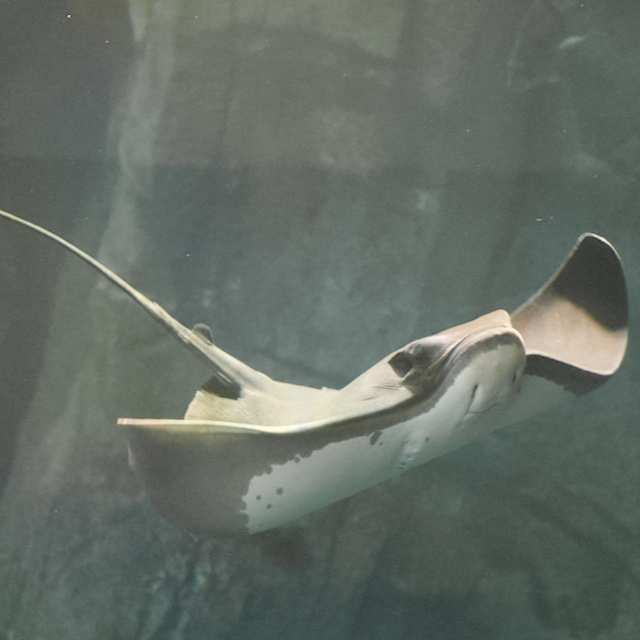 Bat Ray gliding through the water